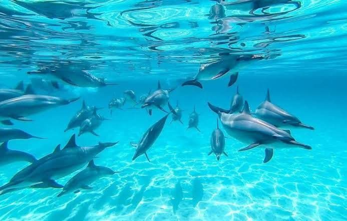Dolphin House Snorkeling